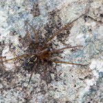 Amaurobius similis (Hausfinsterspinne)
