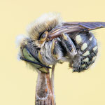 Anthidium punctatum (Weißfleckige Wollbiene)