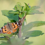 Distelfalter (Vanessa cardui)