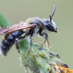 Andrena hattorfiana (Knautien-Sandbiene)