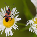 Corizus hyoscyami (Zimtwanze)