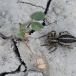Phlegra fasciata (Gebänderter Bodenspringer)