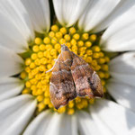 Choreutis nemorana (Feigen-Spreizflügelfalter)