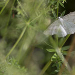 Pseudoterpna pruinata (Ginster-Grünspanner)