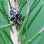 Gibbaranea gibbosa (Höckerradnetzspinne)