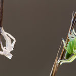 Micrommata virescens (Grüne Huschspinne)