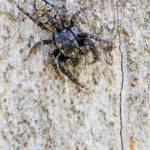 Marpissa muscosa (Rindenspringspinne)