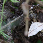 Petrophora chlorosata (Moorwald-Adlerfarnspanner)
