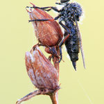 Leptarthrus brevirostris (Echte Schneidenfliege)