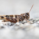 Kreuzschrecke (Oedaleus decorus)