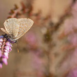 Kleiner Wanderbläuling (Leptotes pirithous)
