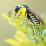 Tenthredo baetica