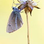 Aricia nicias