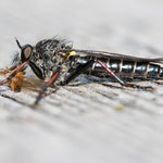 Stilpnogaster aemula (Glänzende Raubfliege)