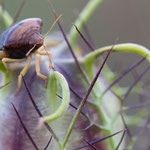 Ventocoris rusticus