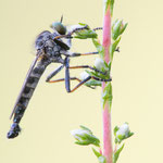 Neoitamus socius (Kleiner Strauchdieb)