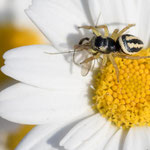 Heliophanus melinus