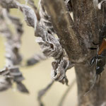 Pterotmetus staphyliniformis