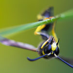 Eumenes sp. (Töpferwespe)