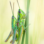 Kleine Goldschrecke (Euthystira brachyptera)