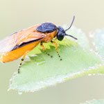 Arge ochropus (Rosenbürstenhornwespe)