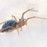 Agelena labyrinthica (Labyrinthspinne)