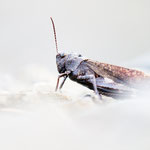 Rotflügelige Schnarrschrecke (Psophus stridulus)