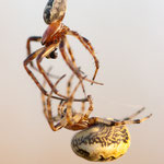 Larinioides cornutus (Schilfradspinne)
