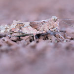 Blauflügelige Sandschrecke (Sphingonotus caerulans)