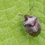 Stagonomus venustissimus (Schillerwanze)