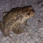 Bufo spinosus (Mittelmeer-Erdkröte)