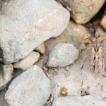 Oncocephalus pilicornis (Raubwanze)