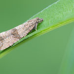 Celypha striana (Löwenzahn-Wurzelwickler)