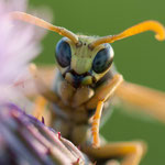 Haus-Feldwespe (Polistes dominula)