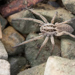 Hogna radiata (Schwarzbäuchige Tarantel)