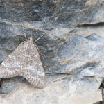 Evergestis sophialis
