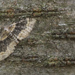 Xanthorhoe ferrugata (Dunkler Rostfarben-Blattspanner)