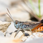 Stenobothrus festivus