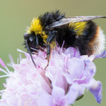 Glockenblumen-Hummel (Bombus soroeensis)