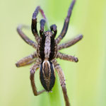 Alopecosa cuneata (Dickfußpantherspinne)