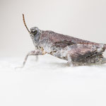 Türks Dornschrecke (Tetrix tuerki)