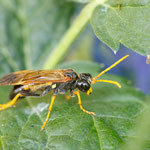 Tenthredo campestris (Feld-Blattwespe)