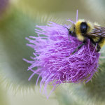 Bombus campestris (Feld-Kuckuckshummel)