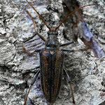 Schulterbock (Oxymirus cursor)