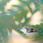 Syricoris lacunana (Gebänderter Wickler)