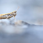 Felsgrashüpfer (Omocestus petraeus)