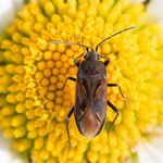 Rhyparochromus pini (Kiefern-Bodenwanze)