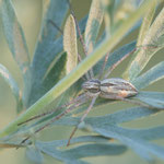 Thanatus sp.