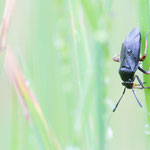 Capsus ater