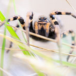 Lycosa tarantula (Apulische Tarantel)